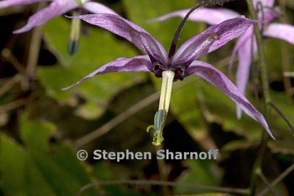 epimedium fargesii 1 graphic